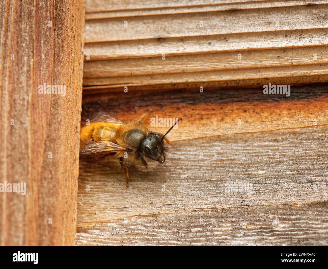 Red mason bee (Osmia bicornis), che emerge dal suo nido nella parete di un capannone in legno, Wiltshire, Regno Unito, maggio Foto Stock