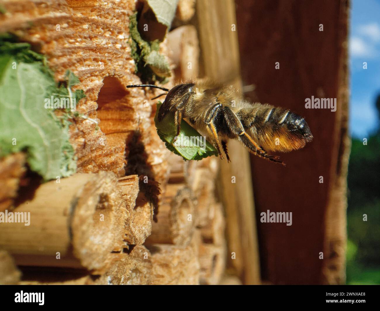 Megalachile ligniseca, un taglialegna intagliata in legno, che vola verso un hotel di insetti con una foglia per sigillare il nido in un buco praticato, Wiltshire, Regno Unito. Foto Stock