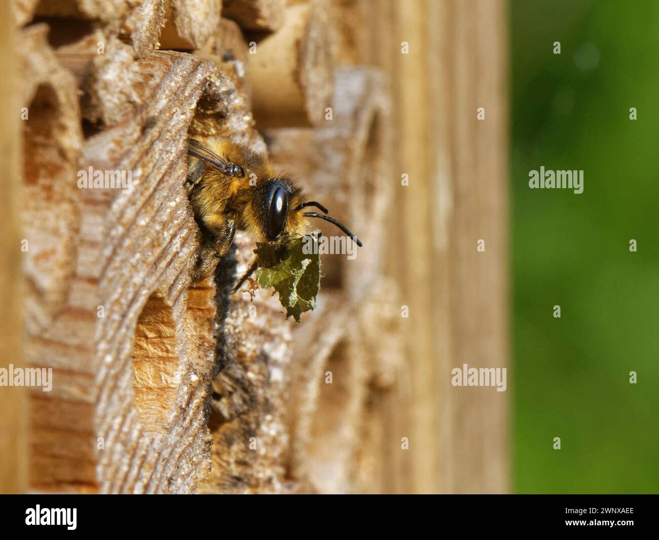 Femmina di taglialegna (Megachile ligniseca) che rimuove i resti di un vecchio nido di api Leafcutter in un hotel di insetti prima di costruirne uno proprio Foto Stock