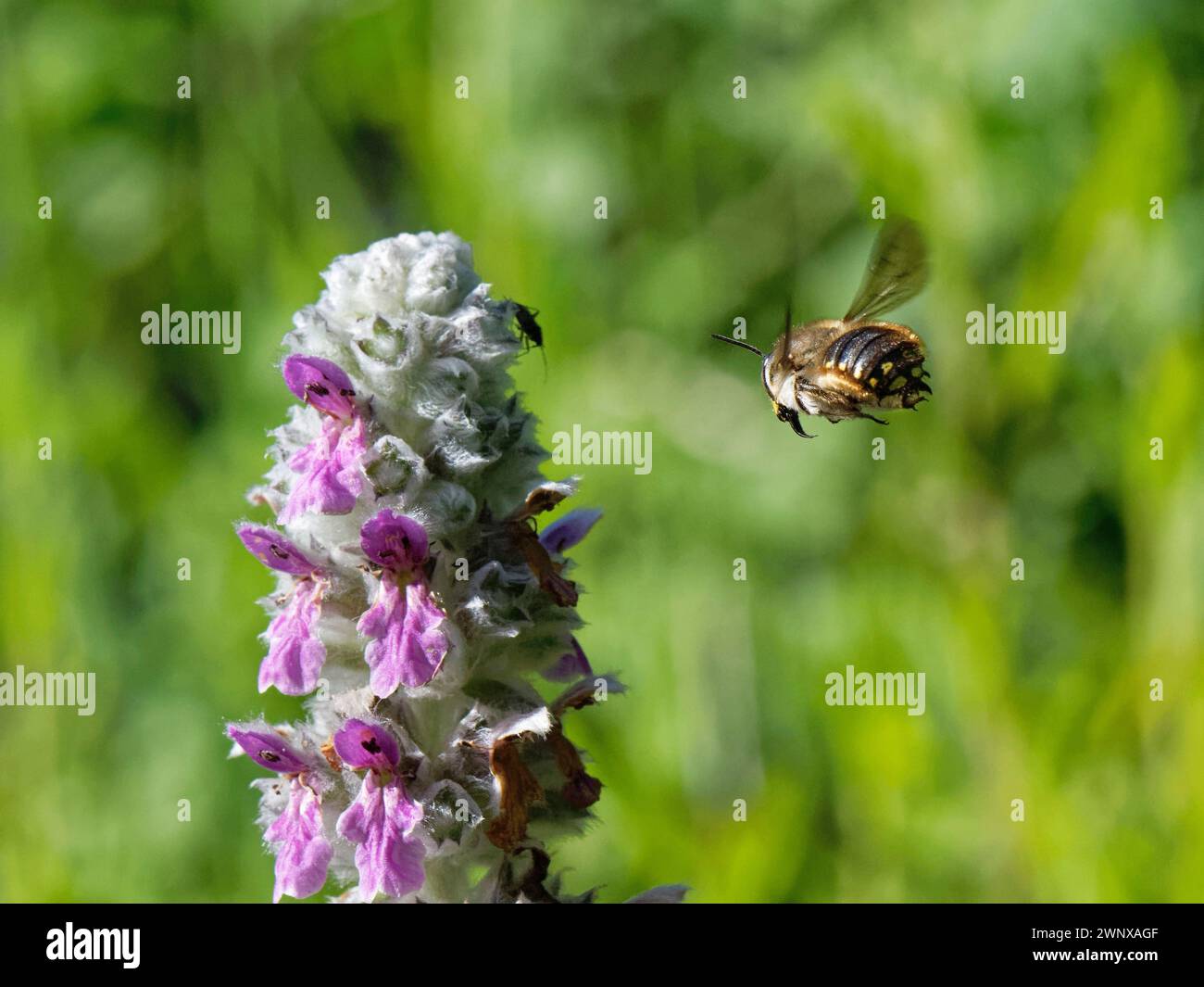 Il maschio dell’ape carsina di lana (Anthidium manicatum) che vola verso l’orecchio di agnello (Stachys byzantina) punta di fiore per rimuovere una pianta che succhia insetti nel suo territorio Foto Stock