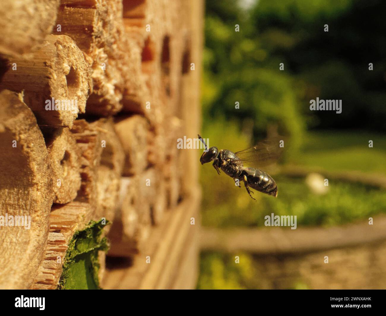 Comune ape gialla (Hylaeus communis) che vola fino alla sua tana nido in un hotel di insetti, Wiltshire Garden, Regno Unito, giugno. Foto Stock