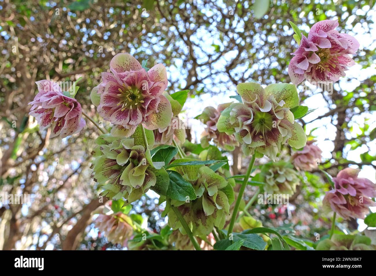 Doppio Helleborus a macchie di rosa e giallo, ibrido Hellebore in fiore. Foto Stock