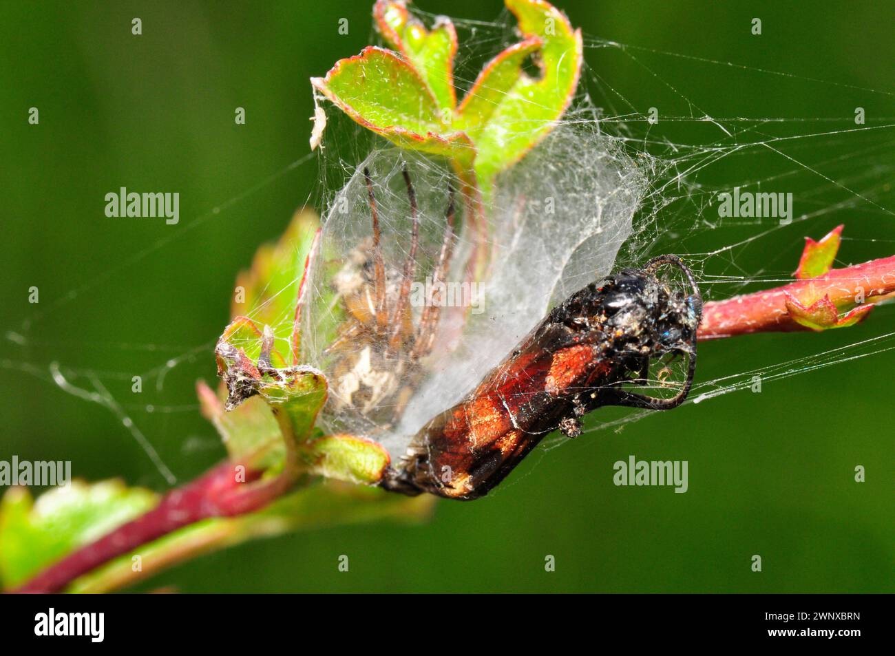 Ragno comune da giardino "Araneus diadematus" comunemente chiamato ragno da giardino europeo, tessitore a croce, ragno diadema, orangie, ragno a croce, incoronato o Foto Stock