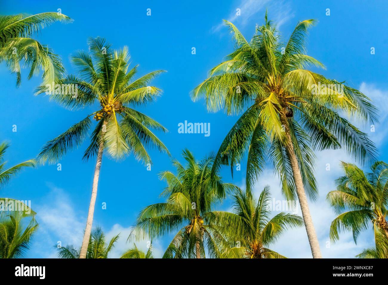 File di palme verdi su sfondo blu nuvoloso Foto Stock