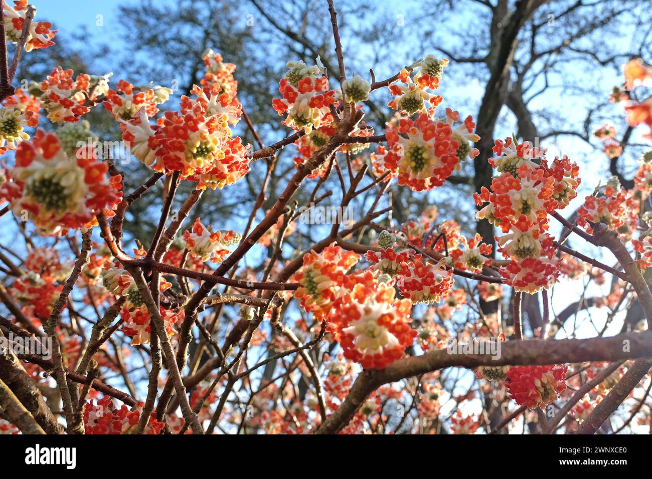 Red Edgeworthia chrysantha "drago rosso" in fiore. Foto Stock