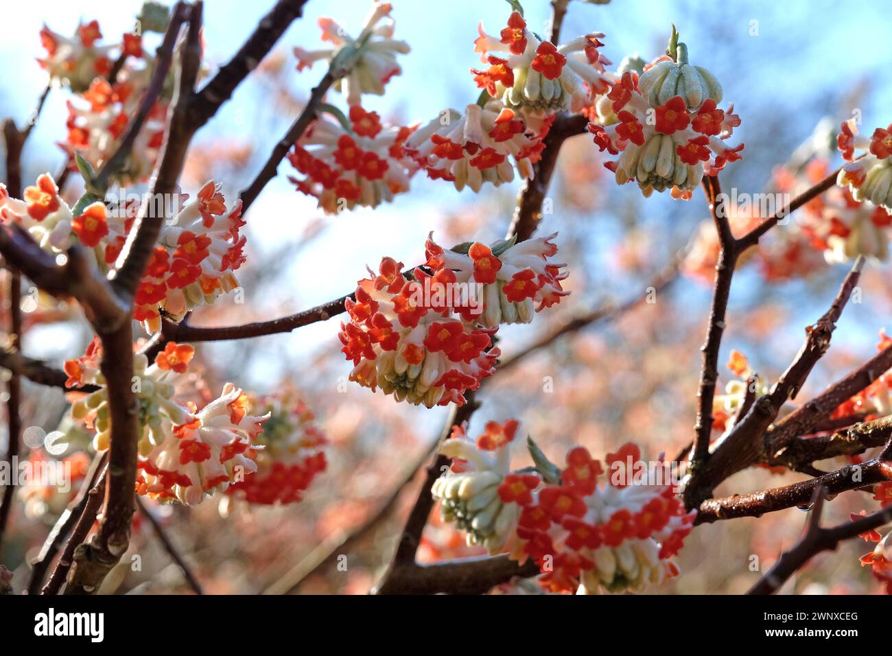 Red Edgeworthia chrysantha "drago rosso" in fiore. Foto Stock