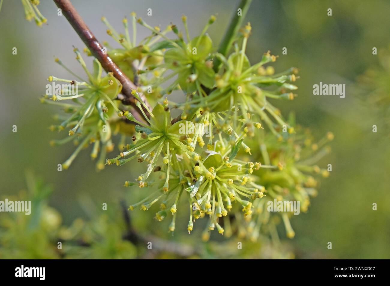 Forestiera acuminata, comunemente conosciuta come il privet della palude orientale. Foto Stock
