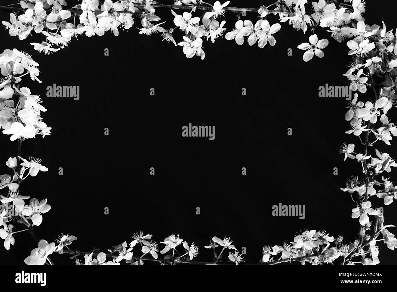 Cornice in fiori bianchi su sfondo nero. Composizione floreale vista dall'alto. Disposizione piatta. Sfondo a molla Concept sfondo decorato da Foto Stock