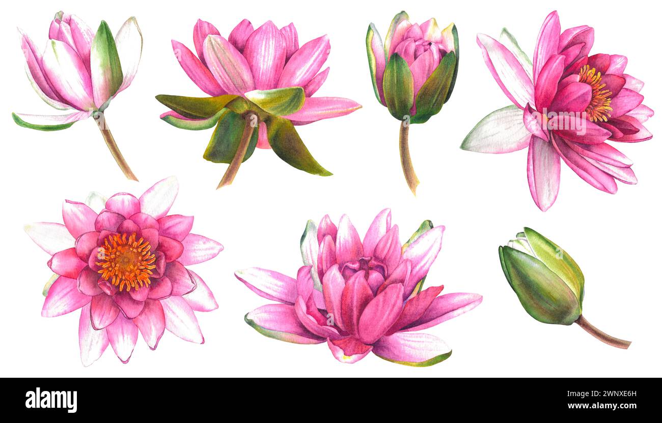 Set di ninfee. Illustrazione ad acquerello disegnata a mano di fiori di loto rosa e gemme su sfondo isolato. La pittura botanica è adatta per zen Foto Stock