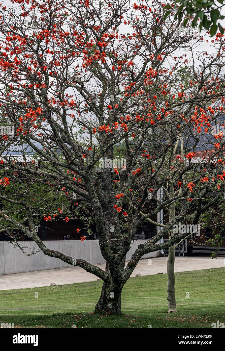 Erythrina caffra, corallodendro. Flora africana, corallo in fiore, senza foglie, grandi fiori di arancio rosso brillante. Primavera ottobre in Sud Africa. T Foto Stock