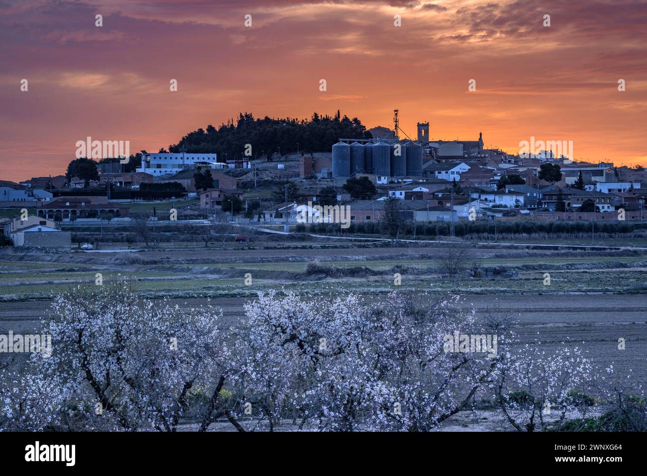 Cielo rosso sulla città di Arbeca in primavera con mandorli in fiore (Les Garrigues, Lleida, Catalogna, Spagna). ESP: Cielo rojizo sobre Arbeca, Lérida Foto Stock
