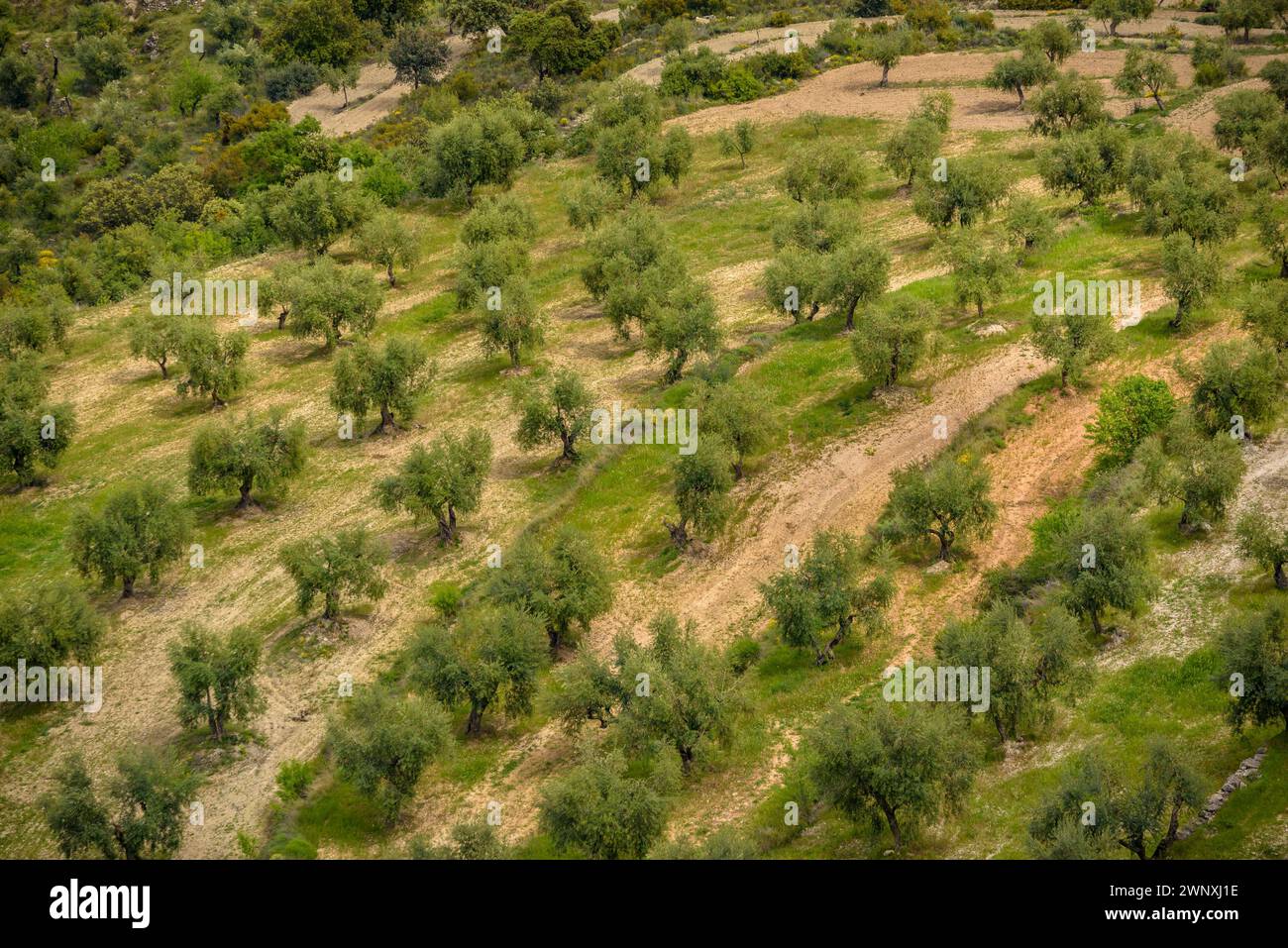 Vista dei campi di ulivo di Les Garrigues dal percorso verso la cima di Els Bessons (Les Garrigues, Lleida, Catalogna, Spagna) Foto Stock