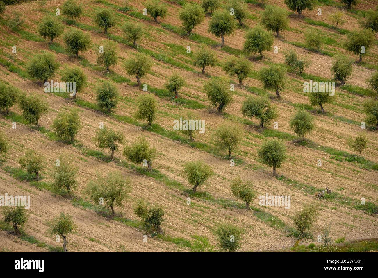 Vista dei campi di ulivo di Les Garrigues dal percorso verso la cima di Els Bessons (Les Garrigues, Lleida, Catalogna, Spagna) Foto Stock