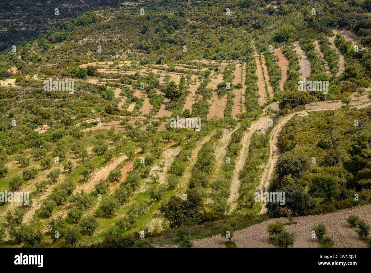 Vista dei campi di ulivo di Les Garrigues dal percorso verso la cima di Els Bessons (Les Garrigues, Lleida, Catalogna, Spagna) Foto Stock