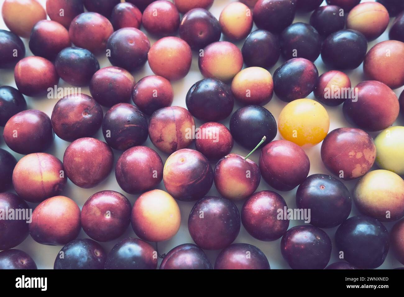 Prugna ciliegia su sfondo bianco. Un mix di prugne giallo-rosse appena rimosso da un albero. Deliziosi frutti di prugna freschi. Prugne alla ciliegia grandi e appetitose Foto Stock