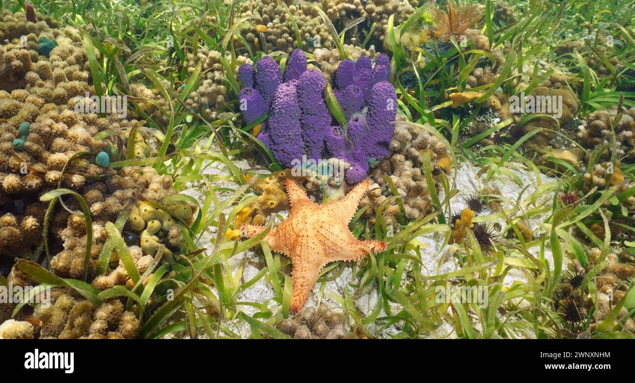 Stella marina con spugna marina e agrass sott'acqua su una scogliera poco profonda nel Mar dei Caraibi, scenario naturale, America centrale, Panama Foto Stock