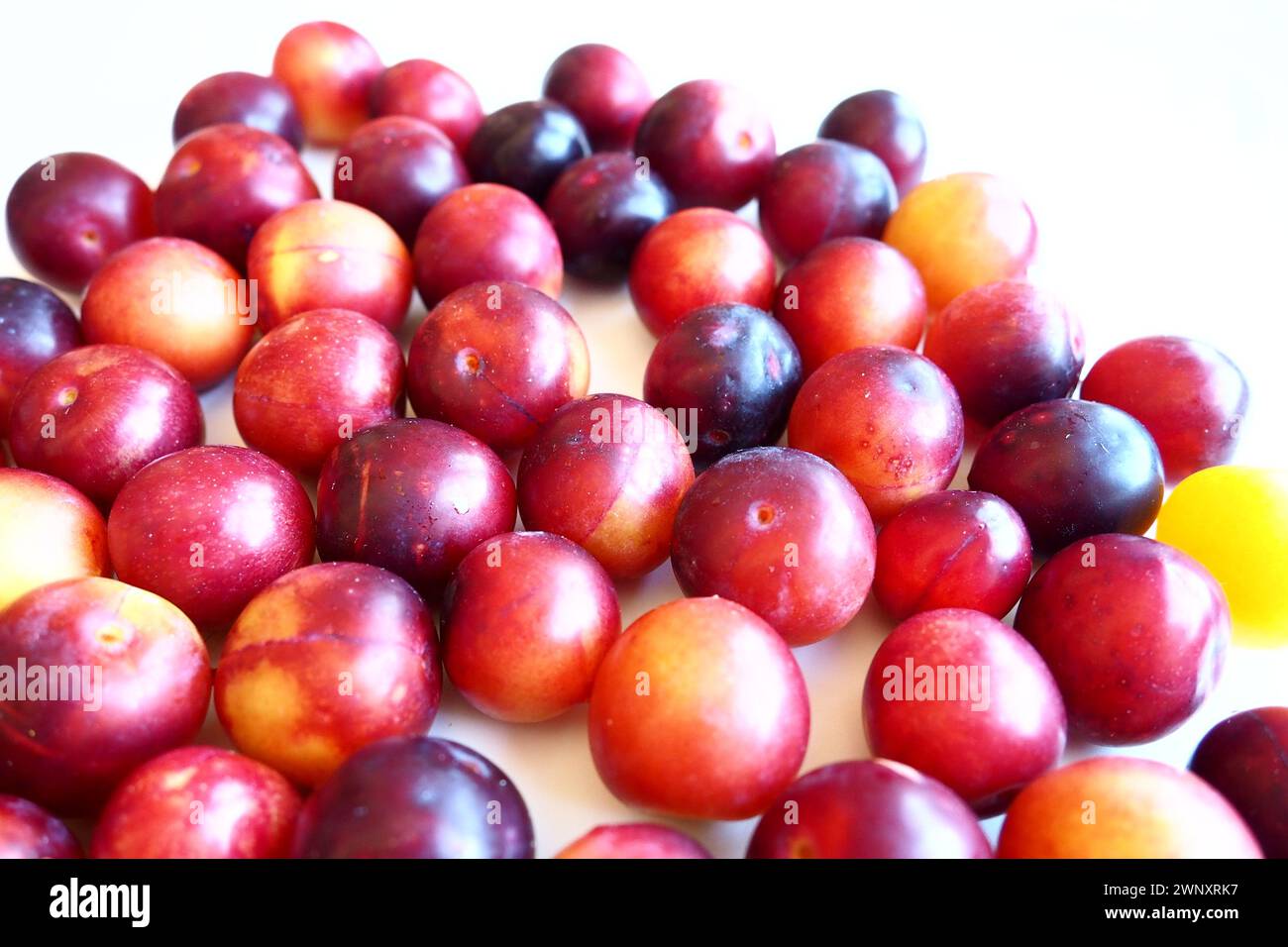 Prugna ciliegia su sfondo bianco. Un mix di prugne giallo-rosse appena rimosso da un albero. Deliziosi frutti di prugna freschi. Prugne alla ciliegia grandi e appetitose Foto Stock