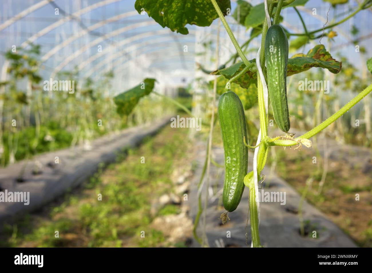 Piantagione di cetrioli organici a effetto serra, concentrazione selettiva. Foto Stock