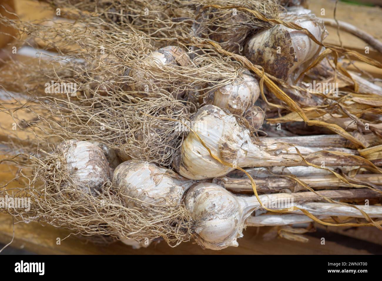 Foto ravvicinata dell'aglio appena raccolto da una piantagione biologica, messa a fuoco selettiva. Foto Stock