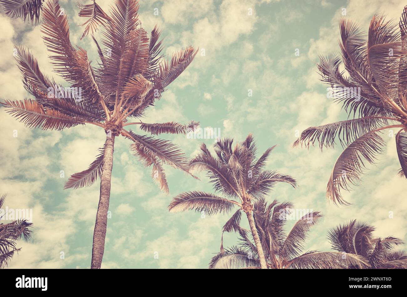 Foto retrò di palme da cocco contro il cielo, sfondo delle vacanze estive. Foto Stock