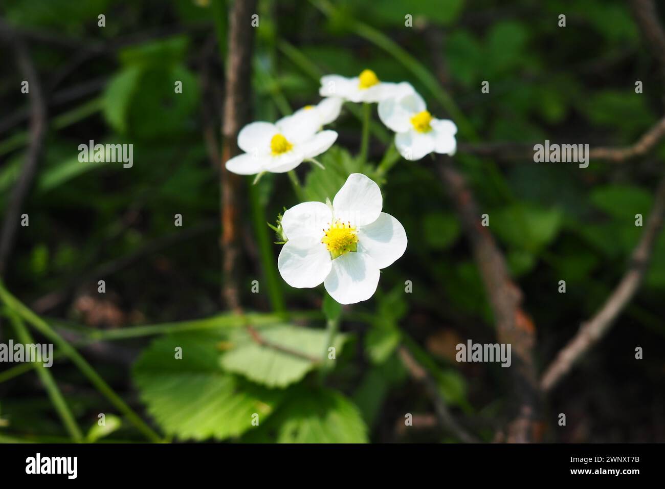 Strawberry Fragaria è il genere di piante erbacee perenni della famiglia delle Rosaceae. L'infiorescenza è un corymb a più fiori. Fiori bianchi Foto Stock