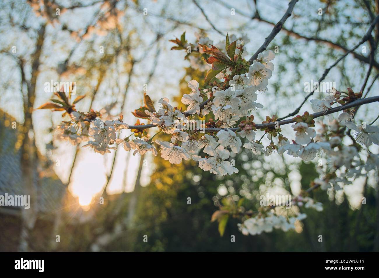 Apple Blossom alla luce solare calda profondità di campo bassa. Foto di alta qualità Foto Stock