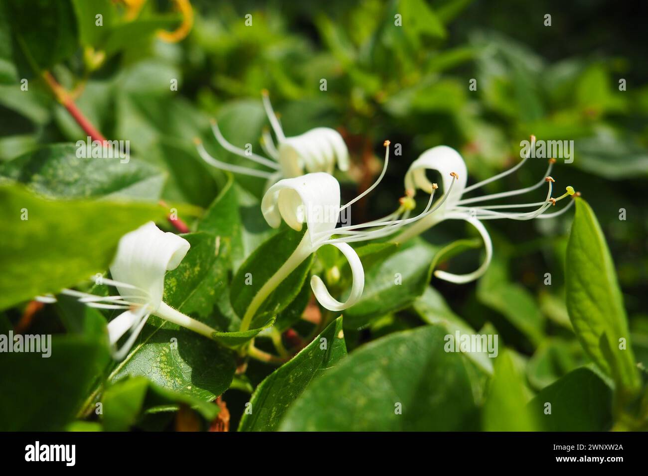 Lonicera japonica, caprifoglio giapponese e caprifoglio dorato e argento, è una specie di caprifoglio originaria dell'Asia. Pianta ornamentale utilizzata in Foto Stock