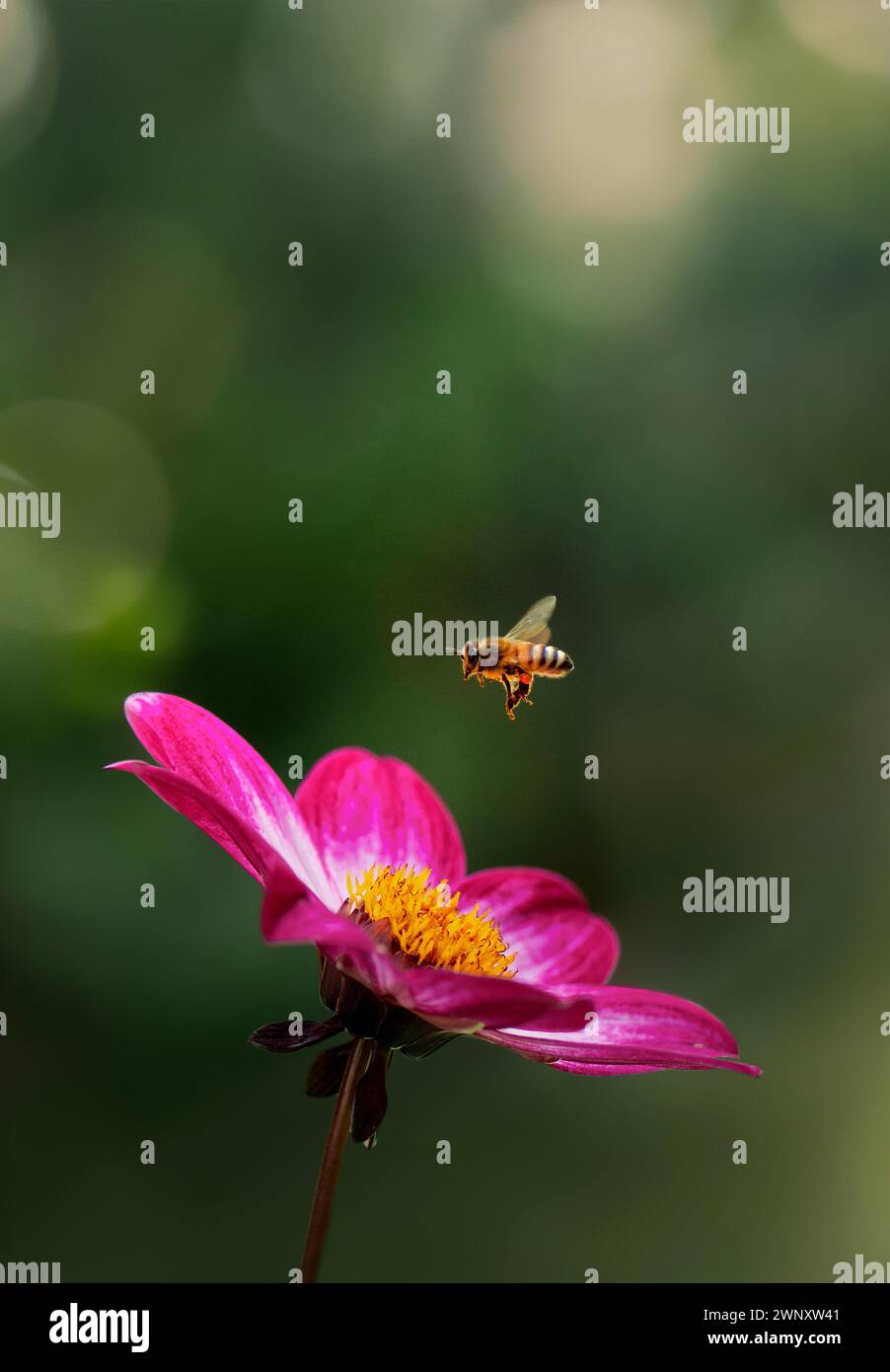 Ape di miele in volo dal fiore Dahlia, varietà Dahlia Dahlegria Magenta Bicolor Foto Stock