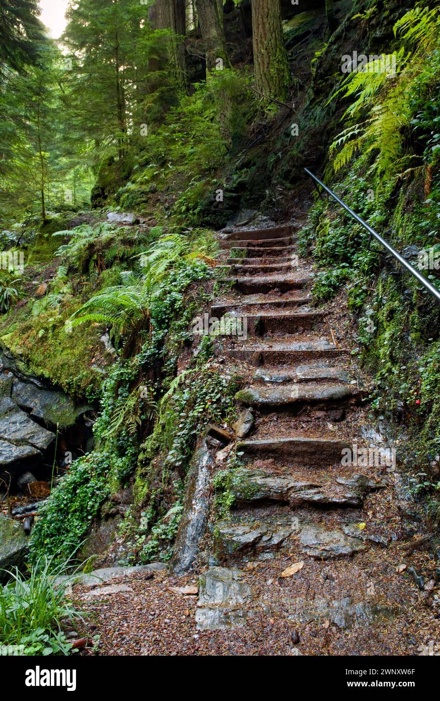 Il magico puck Glen a piedi, Benmore in Argyll Forest Park, vicino a Dunoon, sul Cowal peninsula, Scozia Foto Stock