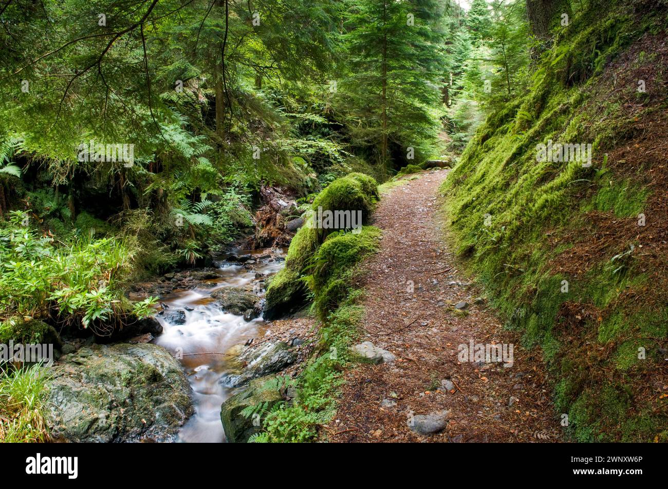 Il magico puck Glen a piedi, Benmore in Argyll Forest Park, vicino a Dunoon, sul Cowal peninsula, Scozia Foto Stock