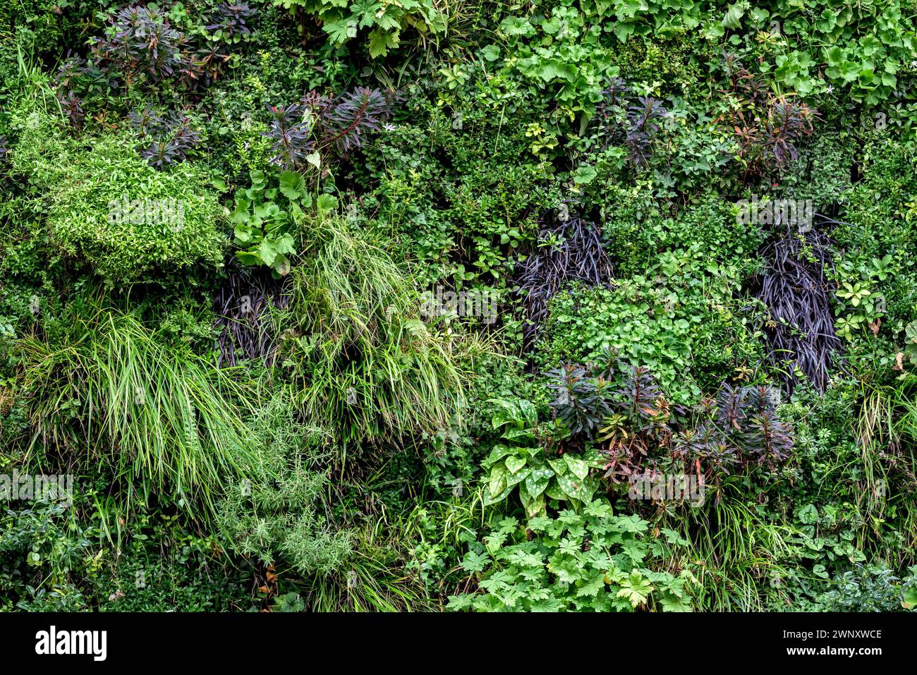 Living Plant Wall a Bradford on Avon Town CTE, Somerset, Regno Unito Foto Stock