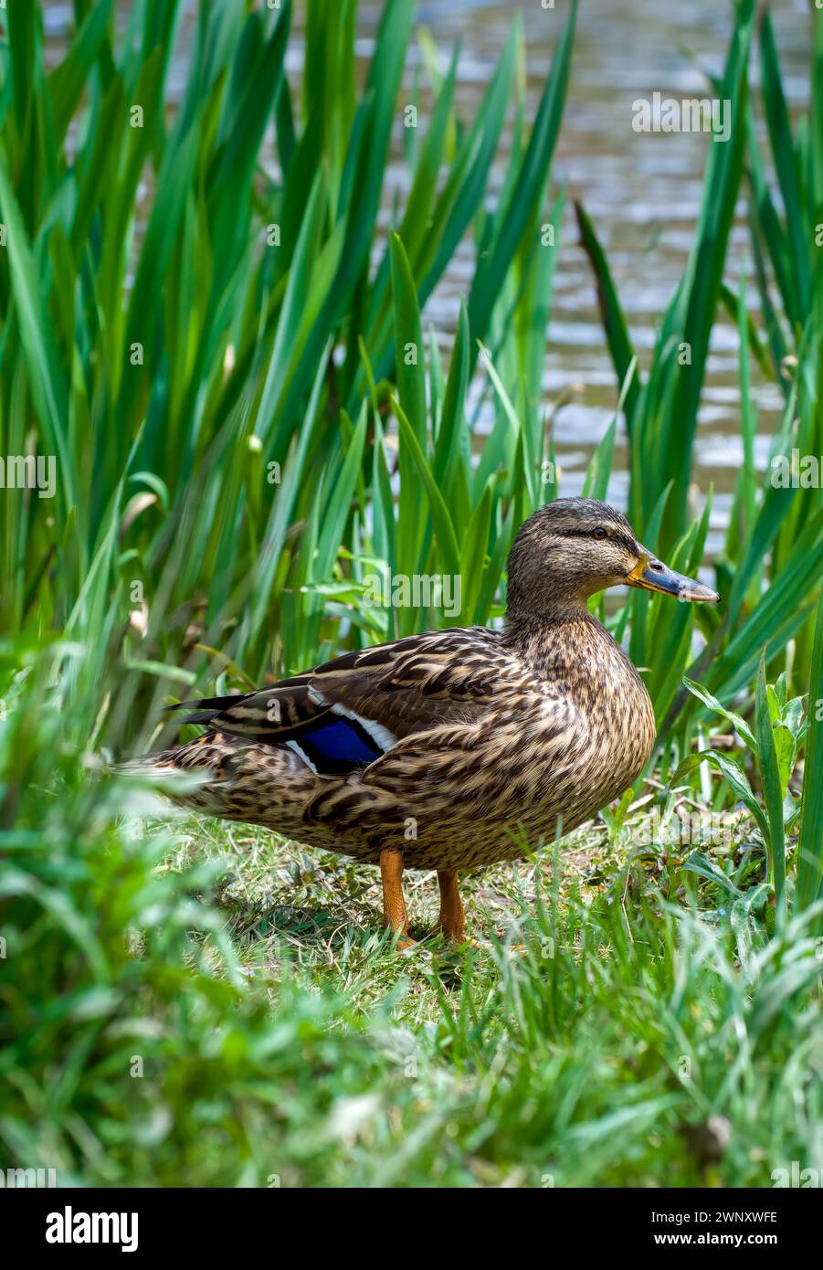 Bella anatra Mallard femmina in piedi e guardando in erba lunga vicino all'acqua vicina, Bristol, Regno Unito Foto Stock