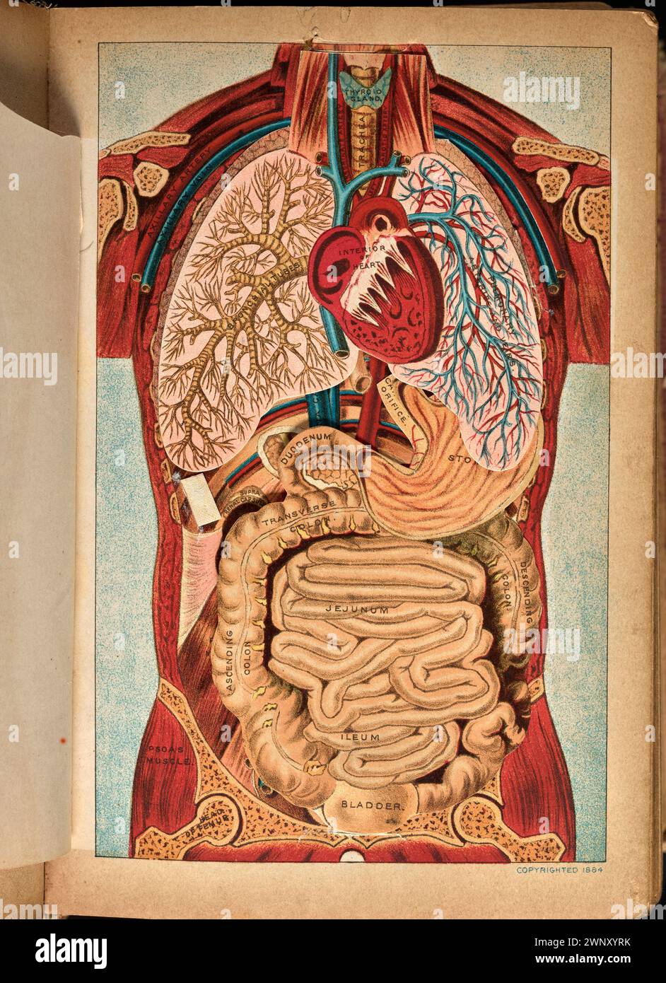 Diagramma anatomico tridimensionale del torace e dell'addome, da "The Book of Health (1898)". Di Henry M. Lyman e Levi W. Yaggy. Questo diagramma appare a pagina 210 in un capitolo sulle malattie dell'apparato digerente Foto Stock