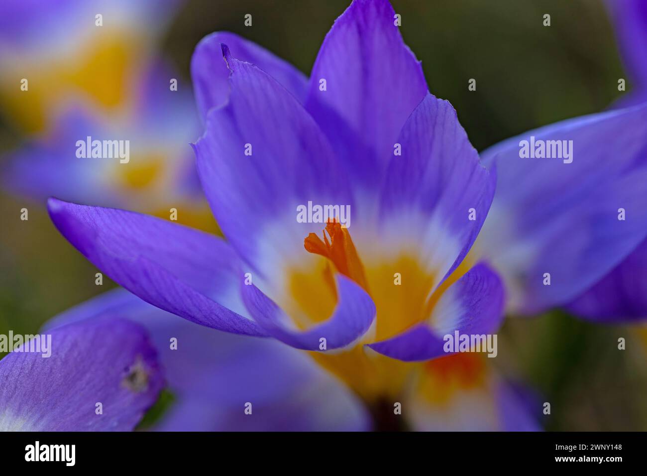 macina di un bellissimo croco fiori in un giardino all'inizio della primavera Foto Stock