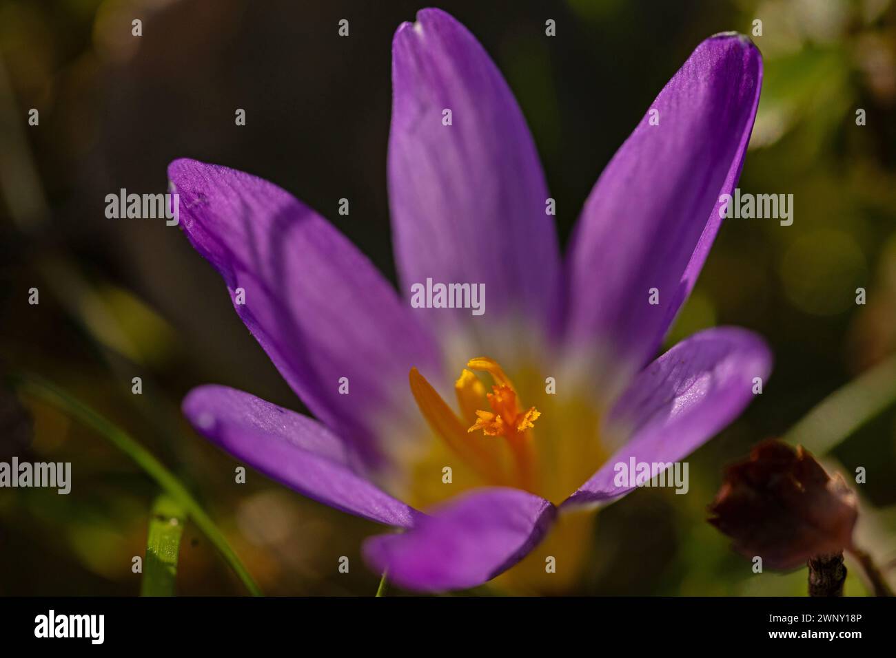 macina di un bellissimo fiore di croco in un giardino all'inizio della primavera Foto Stock