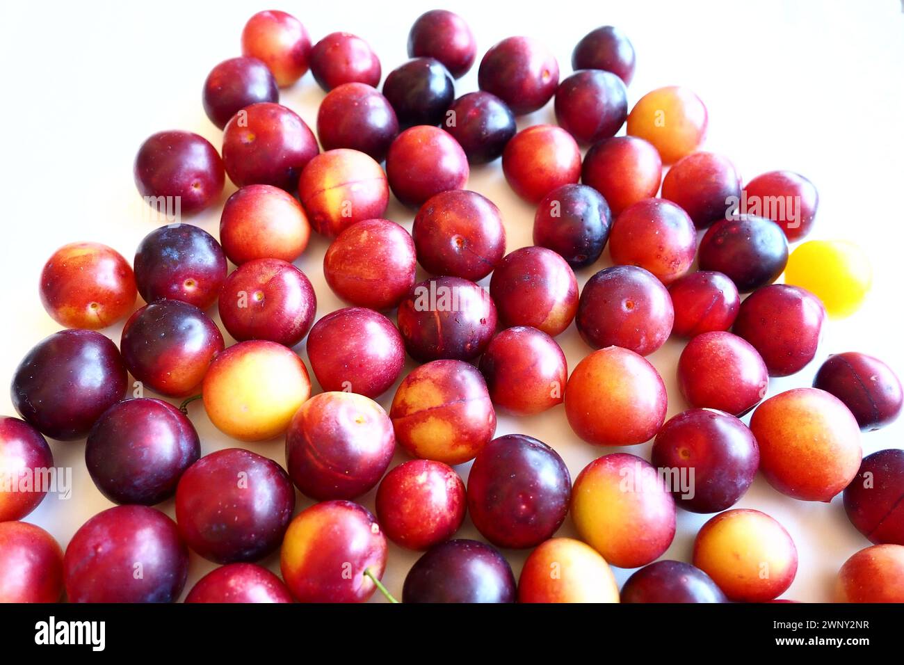 Prugna ciliegia su sfondo bianco. Un mix di prugne giallo-rosse appena rimosso da un albero. Deliziosi frutti di prugna freschi. Prugne alla ciliegia grandi e appetitose Foto Stock