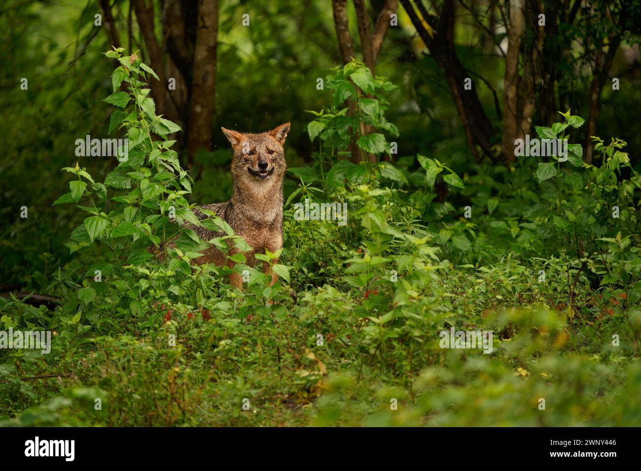 Golden Sri Lanka o Southern Indian Jackal - Canis aureus naria, sottospecie di sciacallo dorato originario dell'India meridionale e dello Sri Lanka, canide simile a lupo Foto Stock