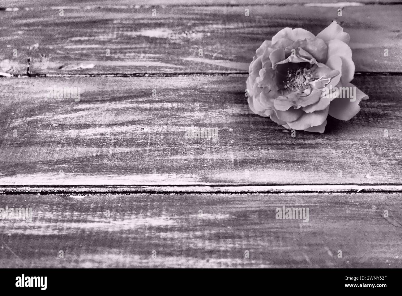 Una rosa nell'angolo. Sfondo in legno. Accetta le nostre condoglianze. Lutto o un'espressione di rammarico. Fotografia monocromatica in bianco e nero con Foto Stock
