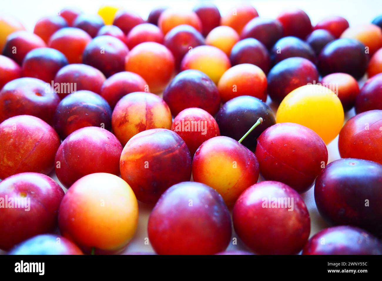 Prugna ciliegia su sfondo bianco. Un mix di prugne giallo-rosse appena rimosso da un albero. Deliziosi frutti di prugna freschi. Prugne alla ciliegia grandi e appetitose Foto Stock