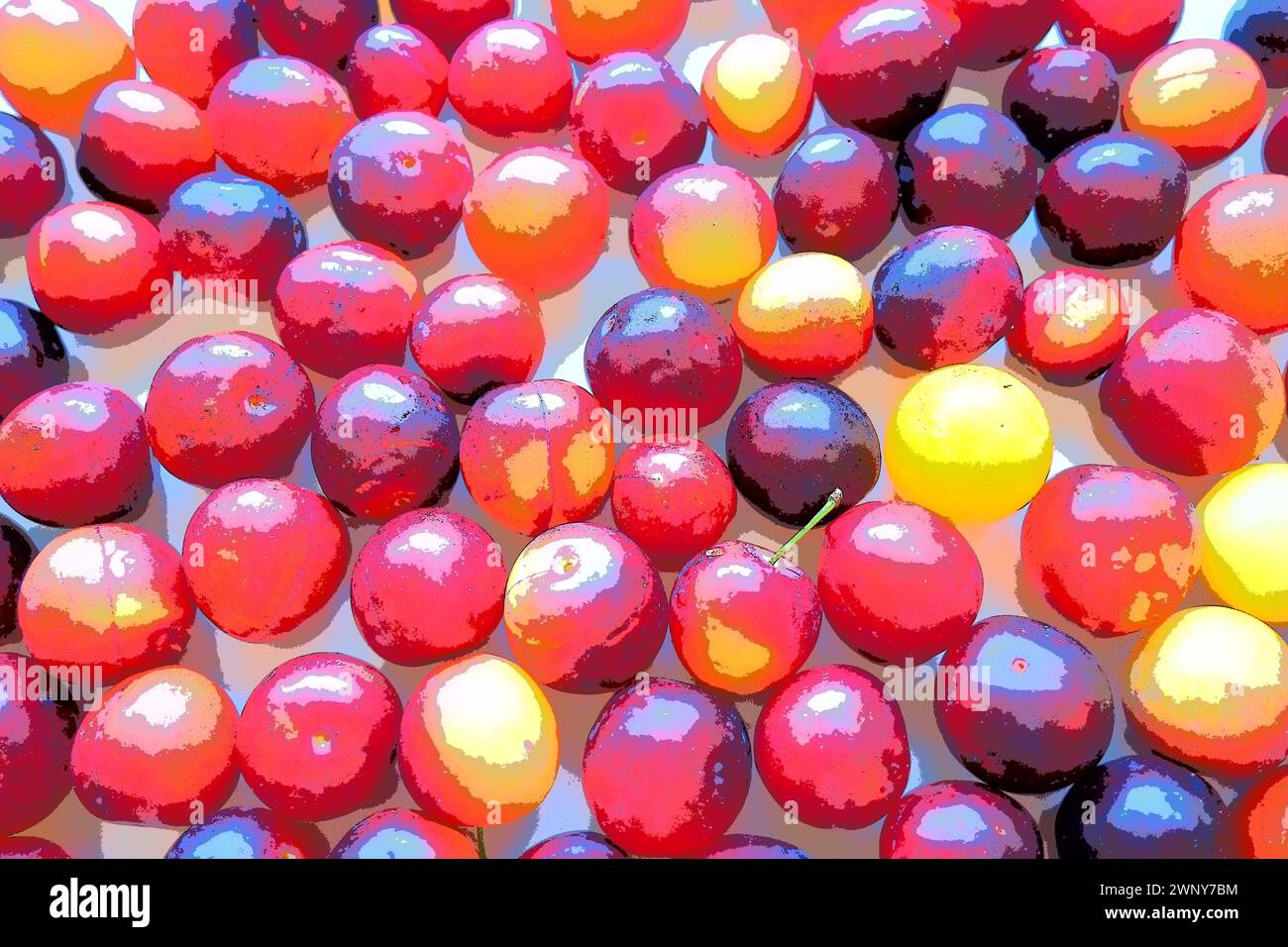 Prugna ciliegia su sfondo bianco. Un mix di prugne giallo-rosse appena rimosso da un albero. Deliziosi frutti di prugna freschi. Prugne alla ciliegia grandi e appetitose Foto Stock