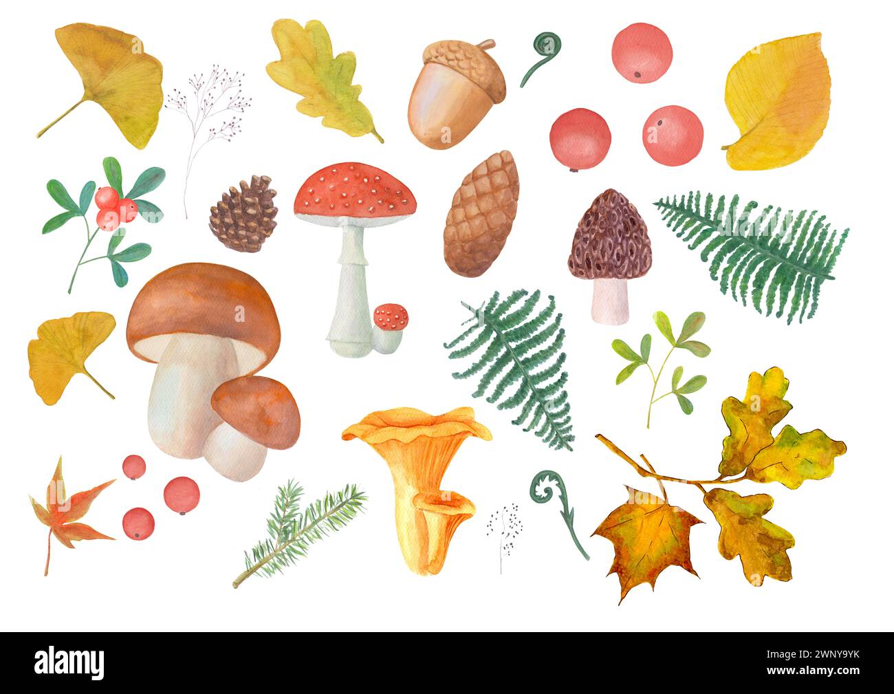 Serie di funghi autunnali, foglie, rami di pino, abete rosso, fragole, coni. Acquerello illustrazione botanica disegnata a mano su sfondo bianco. Wate Foto Stock