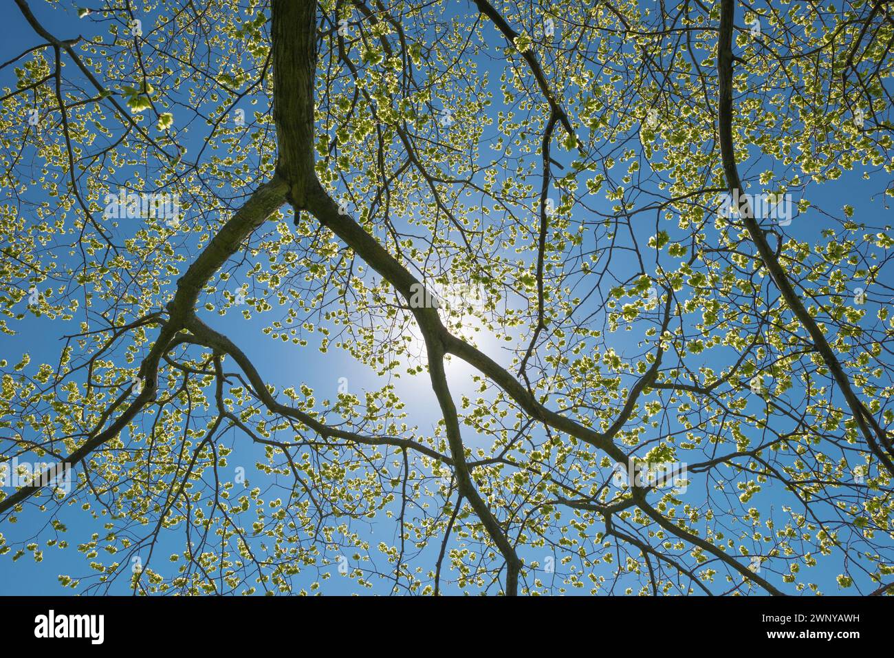 Albero primaverile dal basso Foto Stock