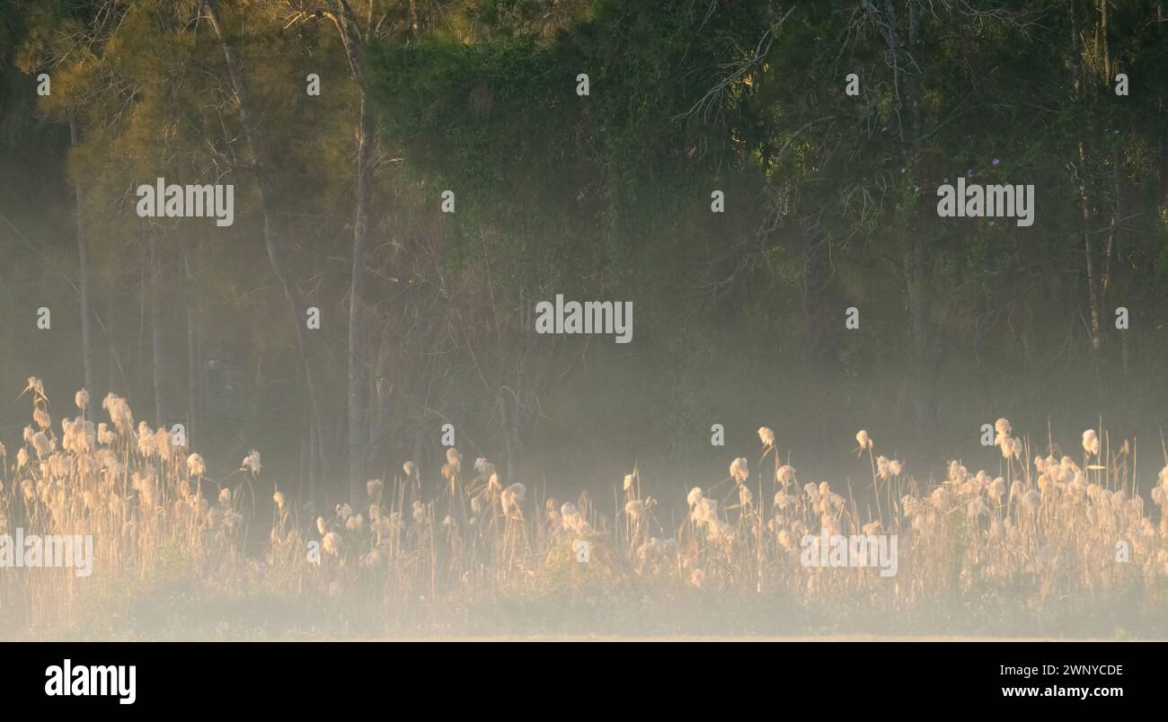 Erbe e canne illuminate dal sole in una mattinata nebbiosa con alberi sullo sfondo, atmosfera tranquilla e nebbiosa, sfondo paesaggistico. Foto Stock