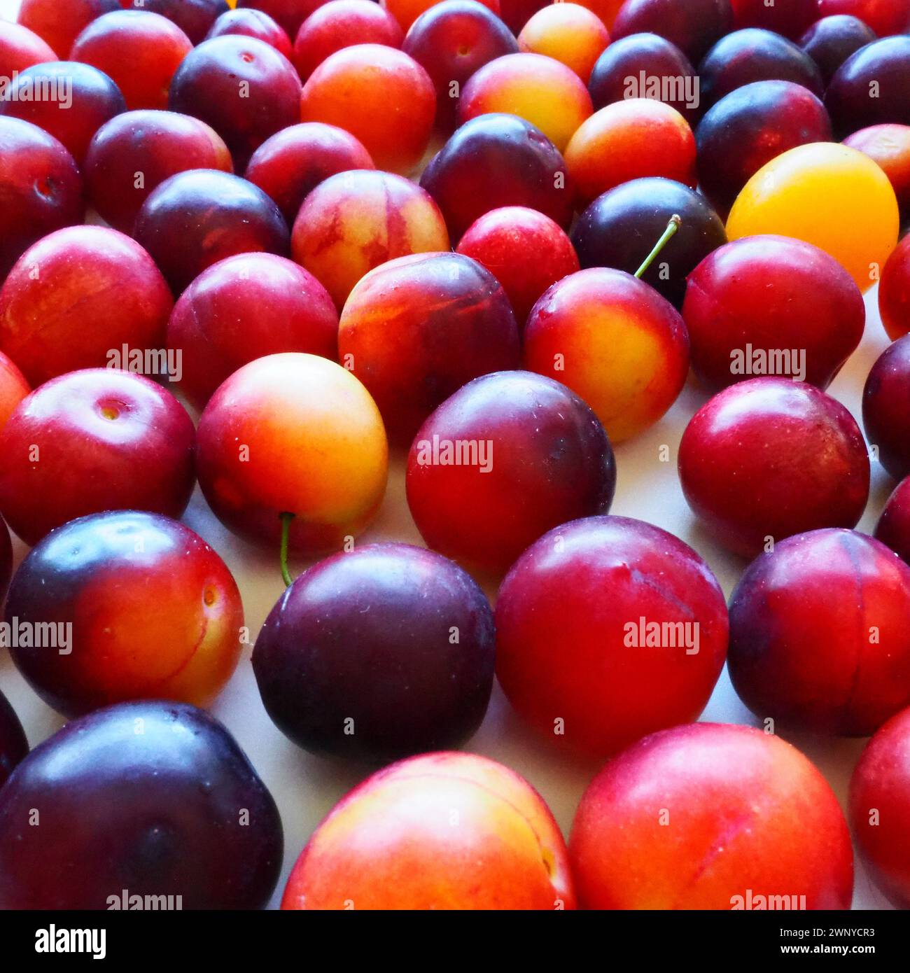 Prugna ciliegia su sfondo bianco. Un mix di prugne giallo-rosse appena rimosso da un albero. Deliziosi frutti di prugna freschi. Prugne alla ciliegia grandi e appetitose Foto Stock