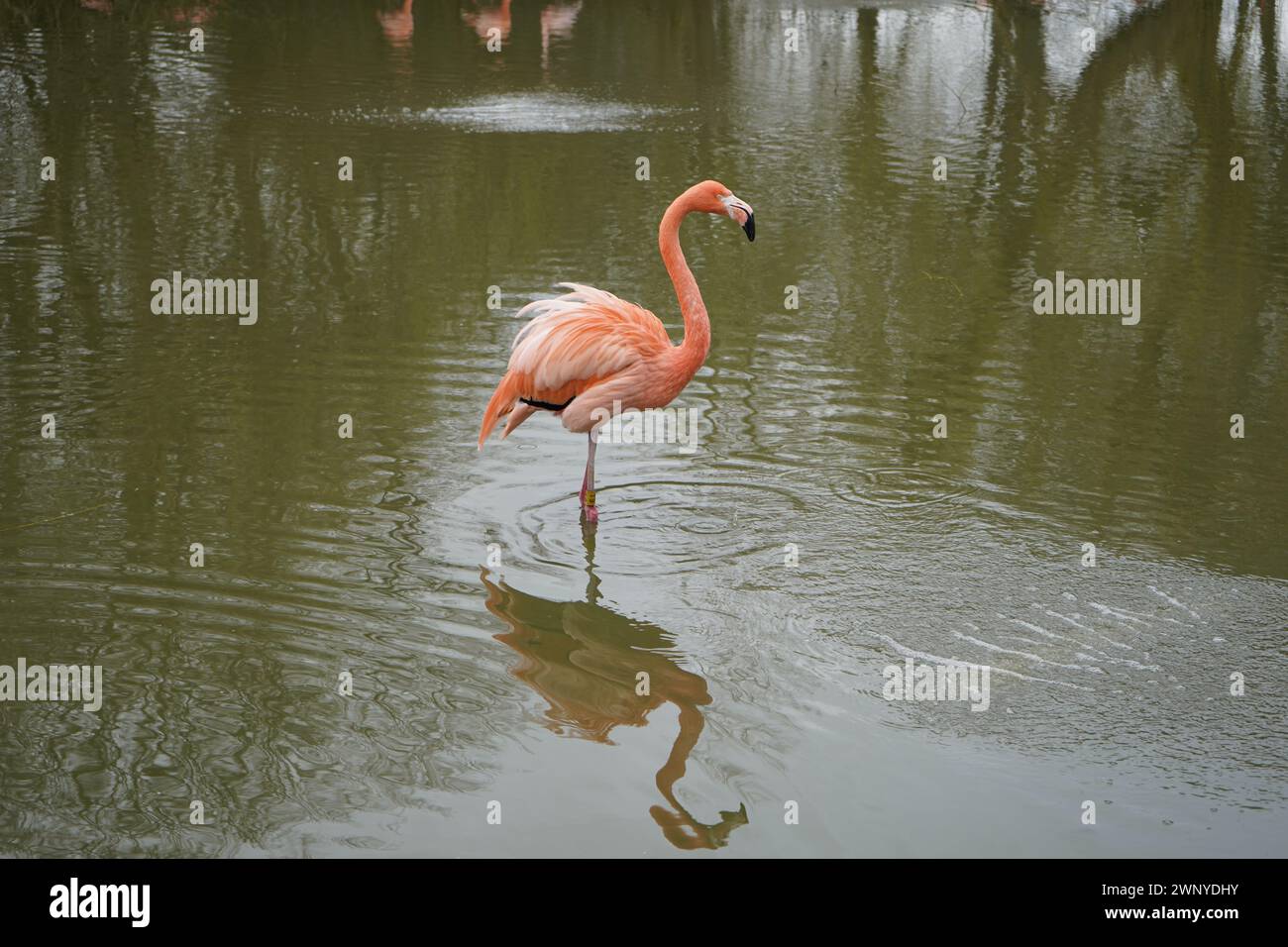 Un fenicottero è un uccello di colore rosa che sopravvive con una dieta onnivora, il che significa che mangiano sia piante che carne. I fenicotteri sono uccelli molto sociali; Foto Stock