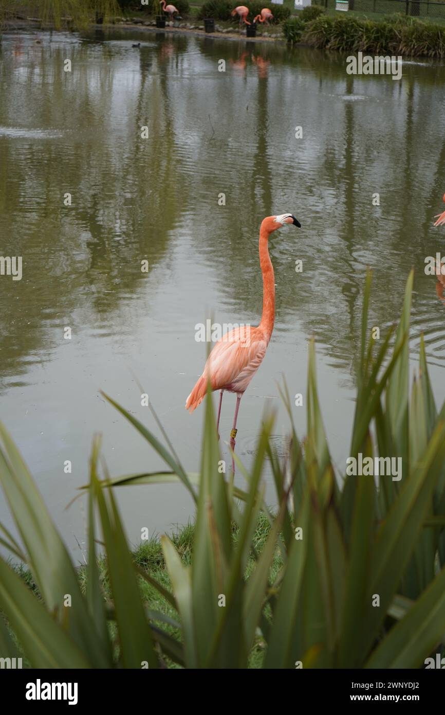 Un fenicottero è un uccello di colore rosa che sopravvive con una dieta onnivora, il che significa che mangiano sia piante che carne. I fenicotteri sono uccelli molto sociali; Foto Stock