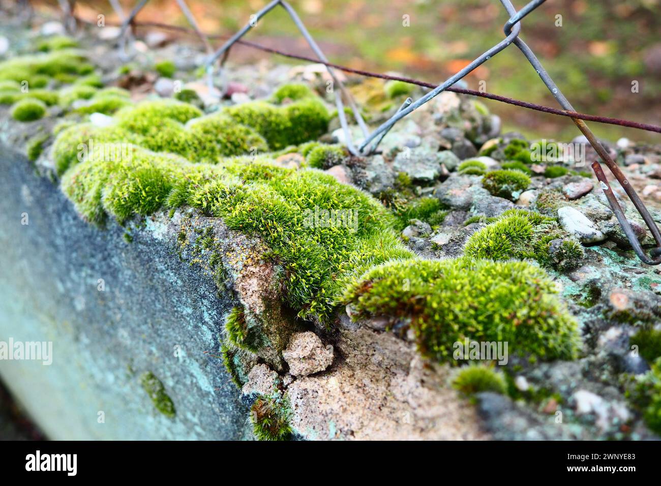 Mossy piante superiori o briofiti. Il tema della briologia, la scienza dei muschi. Calcestruzzo umido ricoperto da un moquette verde brillante. Bello Foto Stock