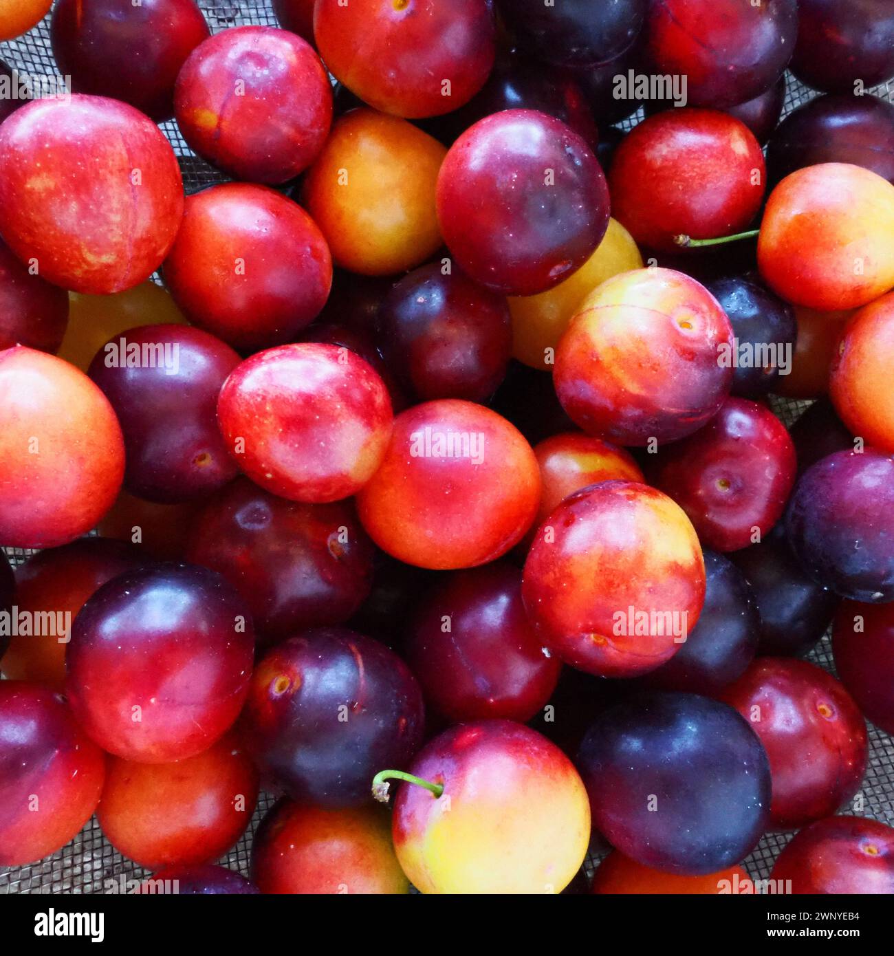 Prugna ciliegia su sfondo bianco. Un mix di prugne giallo-rosse appena rimosso da un albero. Deliziosi frutti di prugna freschi. Prugne alla ciliegia grandi e appetitose Foto Stock