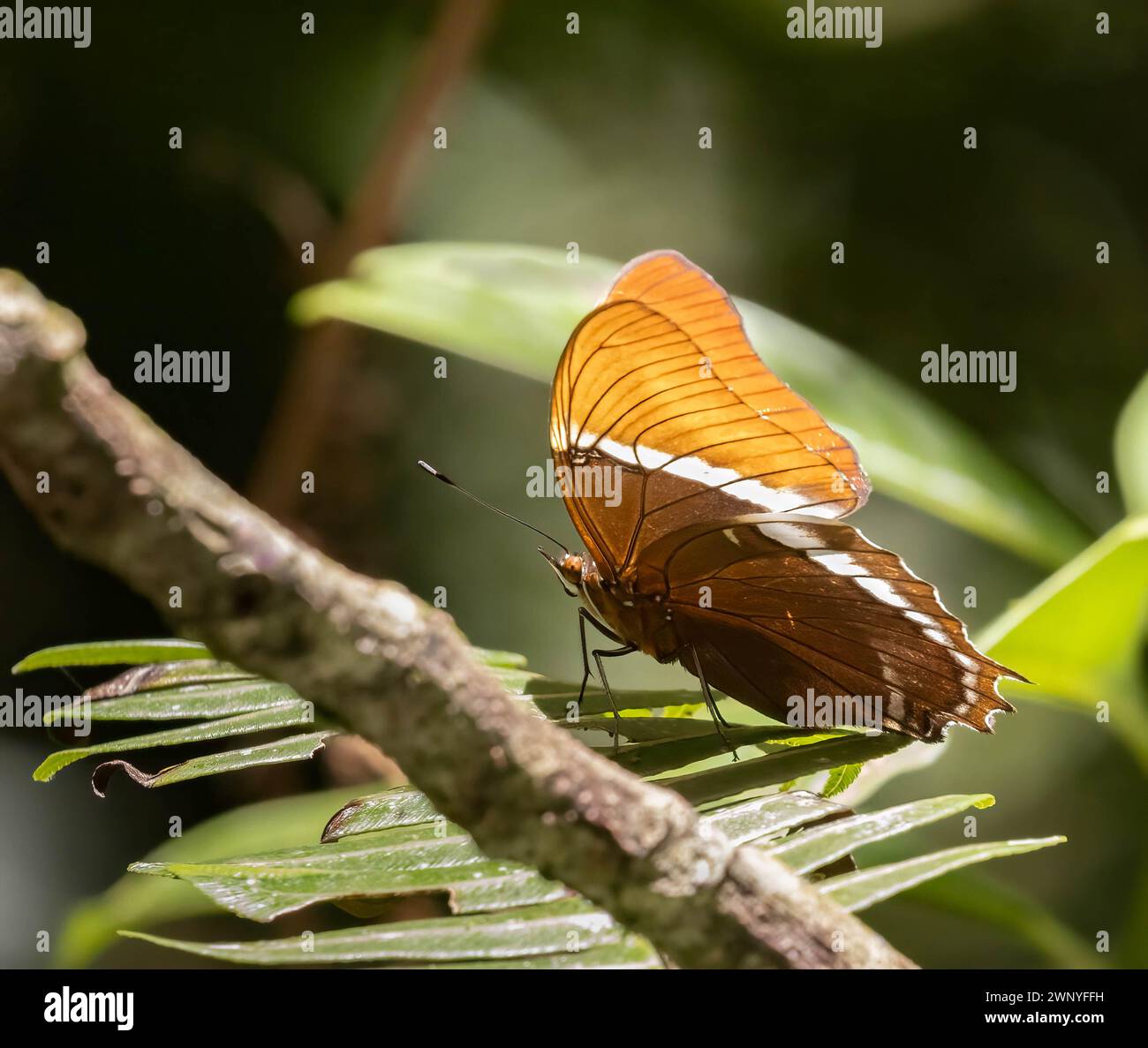 Farfalla di Page dalla punta rugginita in un habitat tropicale della foresta pluviale in Costa Rica Foto Stock