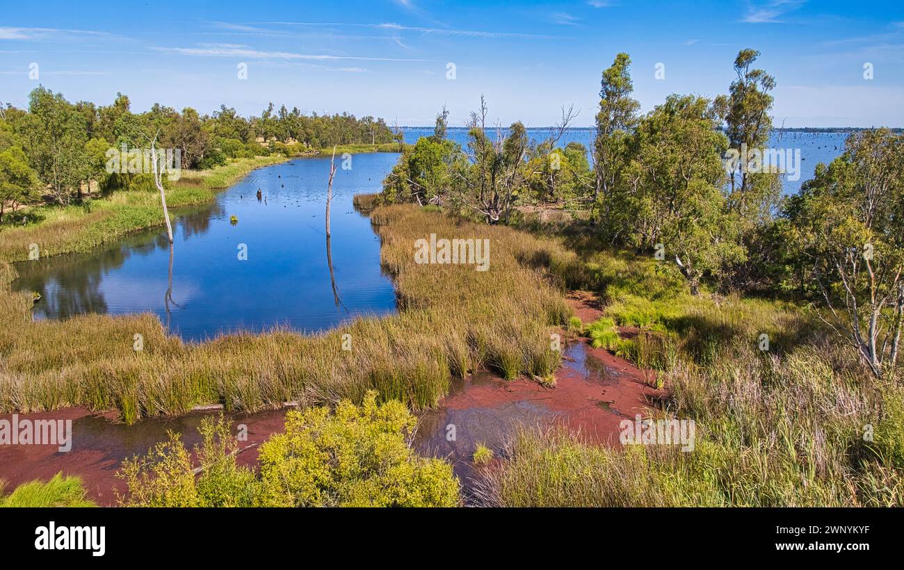 La bellezza naturale della riserva di Kyffins si riflette nel lago Mulwala con azolla filiculoides Foto Stock